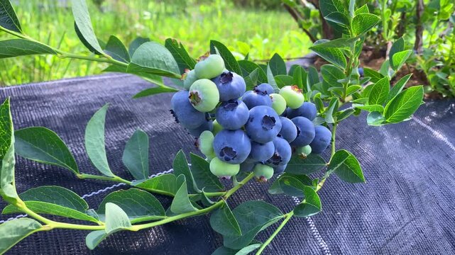 Close up of a bunch of ripe blueberries hanging from a branch of a blueberry bush on a sunny plantation during summer harvesting season ready to harvest