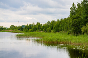 Obraz premium summer landscape with lake