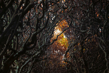 Dense network of bare tree branches creating natural patterns with autumn foliage visible through gaps in woodland setting