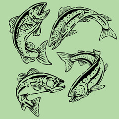 Trout Club Illustration. Trout Fishing Graphic for T-Shirt and Poster. Club fish lover. Detailed trout vector artwork.