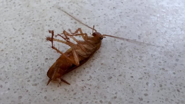 A cockroach lies on its back affected by poison.