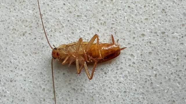 A cockroach lies on its back affected by poison.