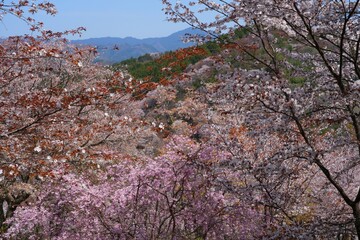 Cherry blossom trees in bloom in Yoshino, Japan, home of the Yoshino Prunus tree cultivar