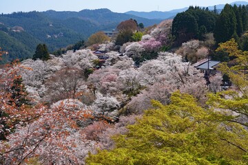 Cherry blossom trees in bloom in Yoshino, Japan, home of the Yoshino Prunus tree cultivar