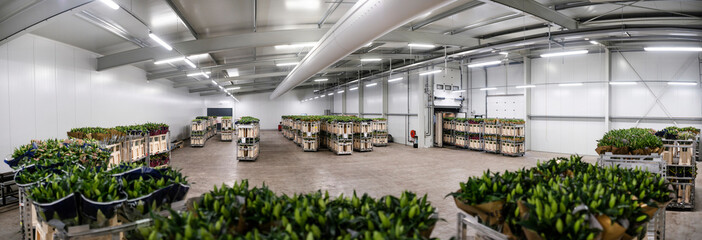 Large industrial warehouse with organized lily plant inventory in wooden crates and metal trolleys for commercial distribution