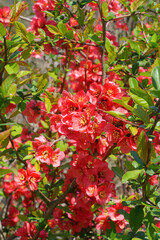 Red orange blooms of flowering quince chaenomeles shrub