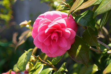 A pink camellia japonica flower in bloom on the tree