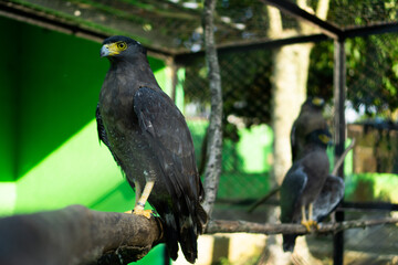 Majestic Predators: The Powerful Eagles