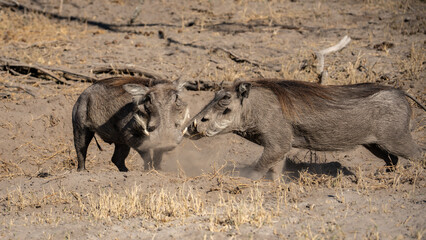 Warthog eating in Serengeti National Park, Tanzania