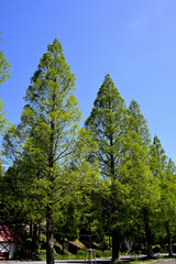 初夏の六甲山牧場