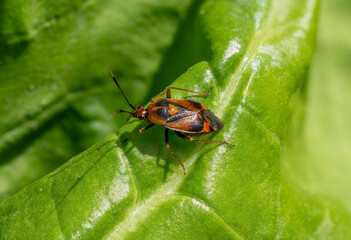 A red-spotted plant bug (Deraeocoris ruber) sitting on a chard leaf in summer, A useful bug that eats aphids