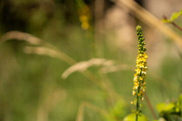 yellow flowers in the grass