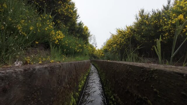Camera glides above levada water, then rises to reveal yellow bushes