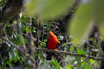 Andean Cock-of-the-rock (Rupicola peruvianus