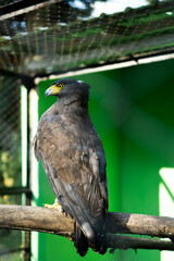 Majestic Predators: The Powerful Eagles