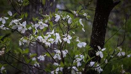 Fototapeta premium dogwood tree in the woods