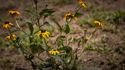 yellow flowers in the grass