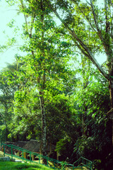 Lush trees in the wild