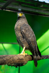 Majestic Predators: The Powerful Eagles