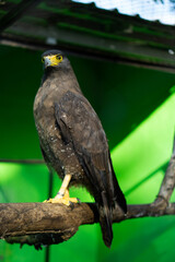 Majestic Predators: The Powerful Eagles