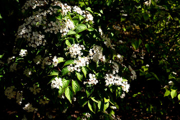 初夏の六甲山牧場