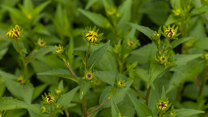 Black-eyed Susan getting ready to bloom