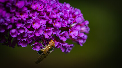 bee in a butterfly bush