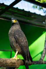 Majestic Predators: The Powerful Eagles