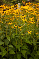 yellow flowers in the field