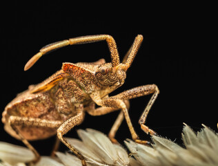 Macro Bug Speckled Brown Insect On Plant Black Background