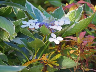 Hydrangea macrophylla ‘Maculata’ – mophead hydrangea with striking pink and purple blooms, variegated foliage and decorative summer flowers, ideal ornamental shrub for gardens and borders