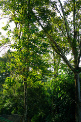 Lush trees in the wild