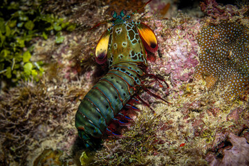 Boxing Mantis Shrimp @ Mabul Island, Malaysia