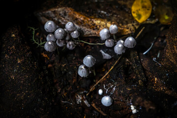 Fungus @ Kerinci, Indonesia