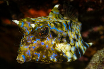 Lactoria diaphana Roundbelly cowfish @ Pulau Weh, Indonesia