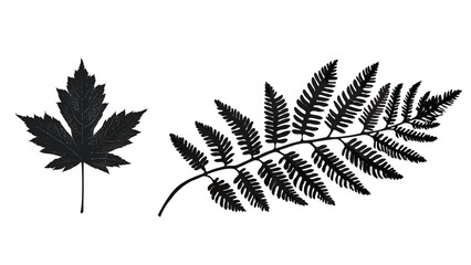Maple and fern leaf silhouettes isolated on white background