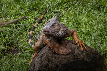 Leguana @ Palembang city, Indonesia