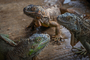 Leguana @ Palembang, Indonesia