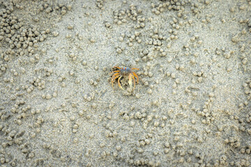 Little crab @ Belitung Island, Indonesia