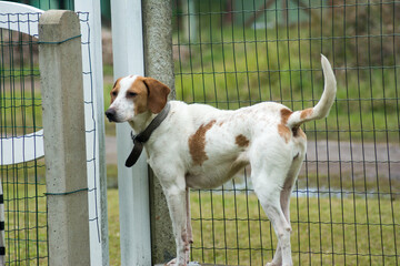 Portrait of a dog in a cage at the animal shelter.