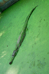 Crocodile Camouflaged in Greenery on a Still Water Surface