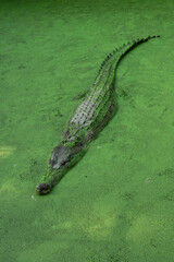 Crocodile Camouflaged in Greenery on a Still Water Surface