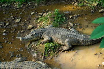 Large Crocodile Resting by the Water's Edge