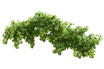 Obraz premium Oranic cluster Grapevine with Green Grapes, isolated on transparent background