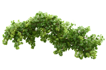 Oranic cluster Grapevine with Green Grapes, isolated on transparent background