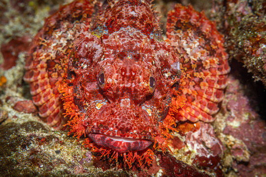 Scropion fish @ Pulau Weh, Indonesia
