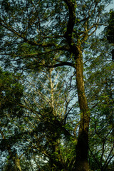 Lush trees in the wild