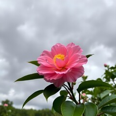 pink peony flower