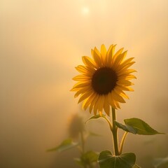 sunflower in the field