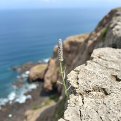 sea and rocks